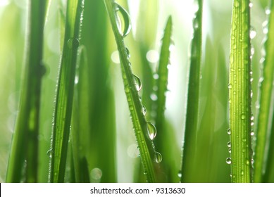 water-drops on wheat plants - Powered by Shutterstock