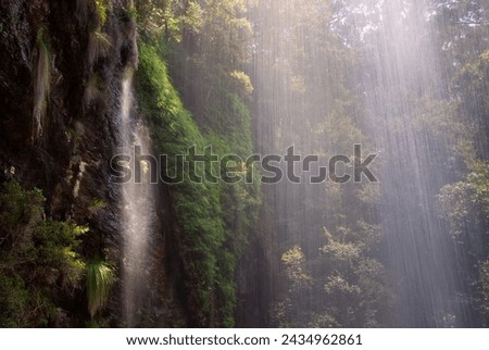 The Waterfall Circuit in Springbrook National Park, Queensland, Australia