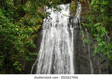 1,126 El Yunque Rainforest Images, Stock Photos & Vectors 