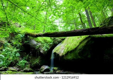 Waterfall, fallen log, North Bend State Park, West Virginia, USA
