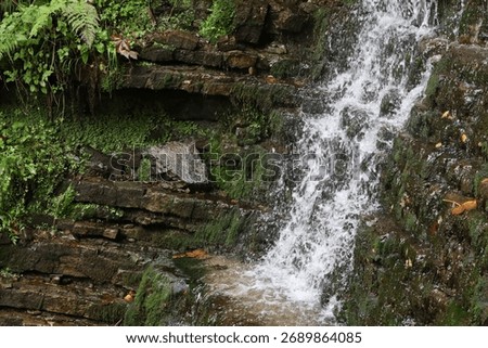 Waterfall flows over layered rocks, creating white foam. Surrounding moss, ferns, and green vegetation highlight natural forest scenery.