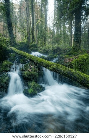 waterfall in forest with green vegitation and stones covered with moss in fog