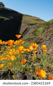 
The waterfall is located at the back, surrounded by California's state flower, the golden poppy, on Table Mountain in Butte County, California.