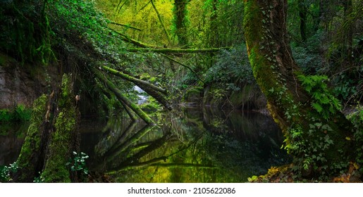 Deep Tropical Jungle Darkness Stock Photo (Edit Now) 1413592319