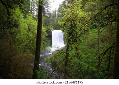 Waterfall in the Silver Fall State Park, Oregon. Breathtaking waterfalls along the rocky canyon in the green temperate forest, living trees. Great sunlight and weather conditions. - Shutterstock ID 2156491195