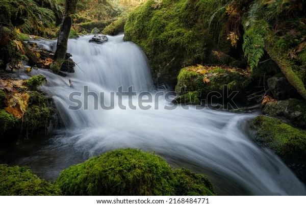 Waterfall stream\
in the forest. Cold creek waterfall. Waterfall stream flow. Rapid\
waterfall stream in mossy\
forest