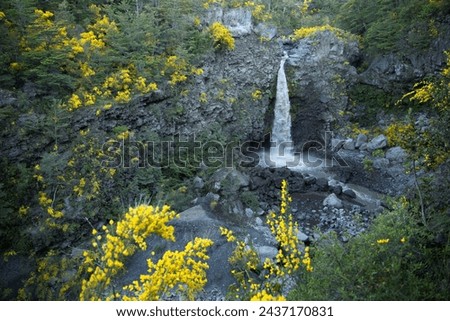 Waterfall of Turbio river full of ashes and volcanic material, during spring, sourrounded by yellow spanish broom flowers (retamo, spartium), at El Cerdúo, outside Pucón, Chile. 