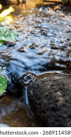 Waterflow in the fish pool