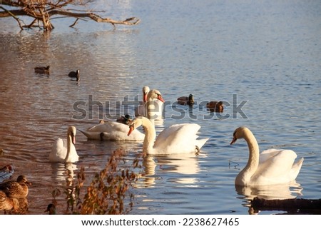  waterflowering birds, Swans,ducks and seagulls in the city pond