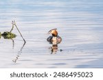 The waterfowl bird Great Crested Grebe swimming in the lake near its nest with eggs. The great crested grebe, Podiceps cristatus, is a member of the grebe family of water birds.