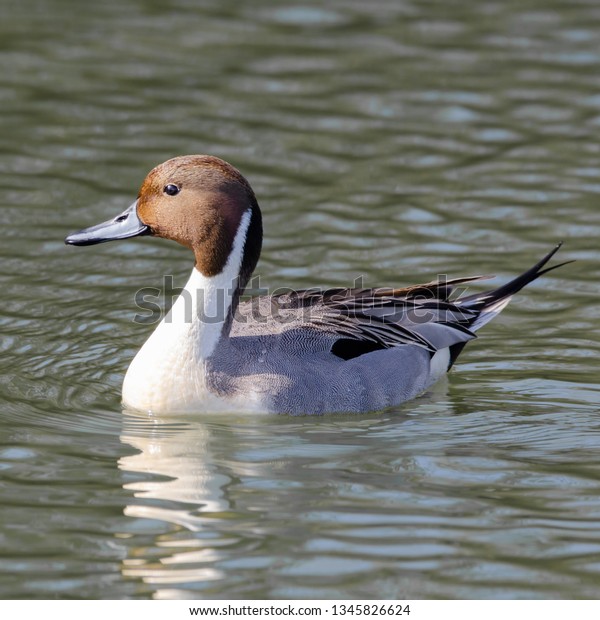 Waterfowl Bird Sanctuary Stock Photo 1345826624 