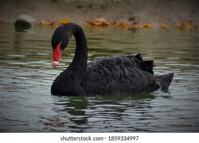 Waterfowl Are Certain Wildfowl Of The Order Anseriformes, Especially Members Of The Family Anatidae, Which Includes Ducks, Geese, And Swans.