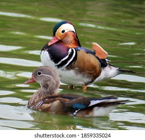 Waterfowl Are Certain Wildfowl Of The Order Anseriformes, Especially Members Of The Family Anatidae, Which Includes Ducks, Geese, And Swans.