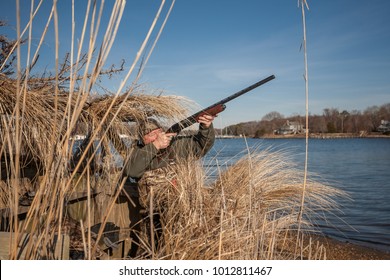 Waterfowl Hunter In Duck Blind With Shotgun Raised, Chesapeake Bay, Maryland, USA.