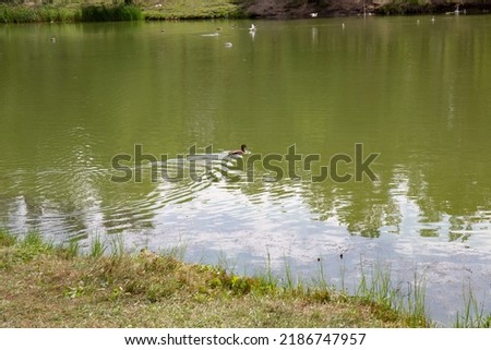 Waterfowl in the old lake in the park named after the 30th anniversary of the Komsomol of the city of Omsk