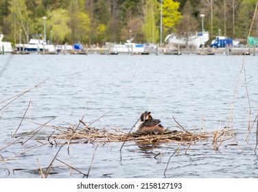 Waterfowl Podicipedidae, Cristatus In The Nest, Hatching Eggs.