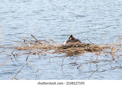 Waterfowl Podicipedidae, Cristatus In The Nest, Hatching Eggs.