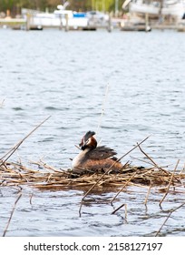 Waterfowl Podicipedidae, Cristatus In The Nest, Hatching Eggs.