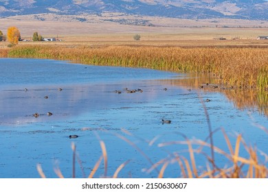 Waterfowl In A Refuge Pond In The Monte Vista National Wildlife Refuge In Colorado