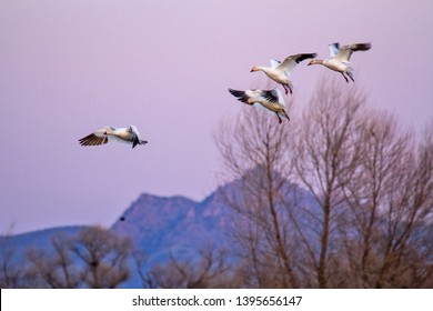 Waterfowl Snow Geese Mallard Migration Colusa Wildlife Refuge