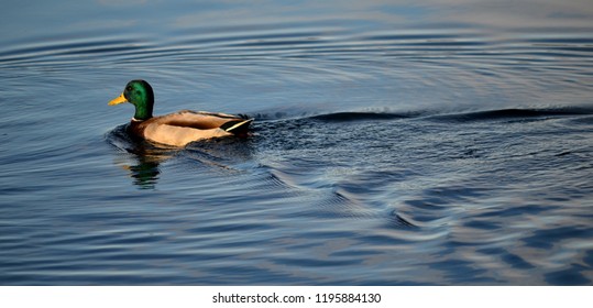 Waterfowl Swimming on Lake - Duck Goose Crane Loon Swan - Powered by Shutterstock