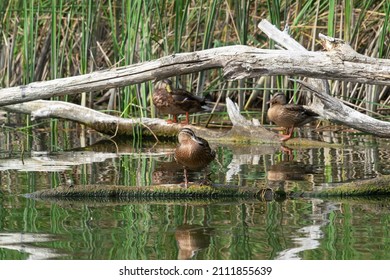 Waterfowl, wild ducks are resting on sunken logs on a defocused background of reeds and water. Selective focus