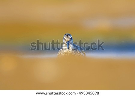 Similar – Image, Stock Photo You or me! Water Animal