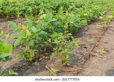 Waterhemp Weed Growing In Soybean Field. Weed Control, Management And Herbicide Resistance Concept.