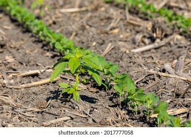 Waterhemp Weed Growing In Soybean Field. Weed Control, Management And Herbicide Resistance Concept.