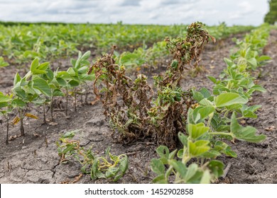 Waterhemp And Weeds Wilting And Dying In Soybean Field After Dicamba Herbicide Spraying