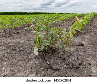 Waterhemp And Weeds Wilting And Dying In Soybean Field After Dicamba Herbicide Spraying