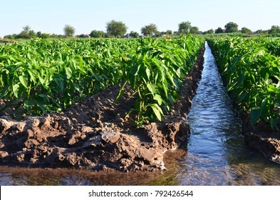 watering of agricultural crops, countryside, natural watering, irrigation,
village 