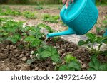 Watering beds with strawberries from a watering can. Gardening. Plant care in the garden. Watering strawberries. Selective focus.