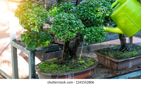 Watering Bonsai Tree