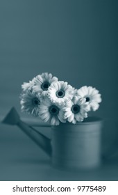 Watering Can Full Of Gerbera Daises In A Low Key Duo-tone