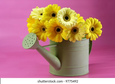 A Watering Can Full Of Yellow Gerbera Daises