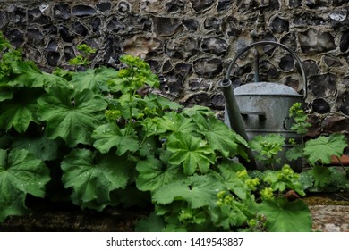 Watering can, garden design, against flint stone wall. 