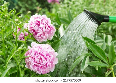 Watering Can Watering Pink Peony Flowers In Garden On Garden Bed Close Up