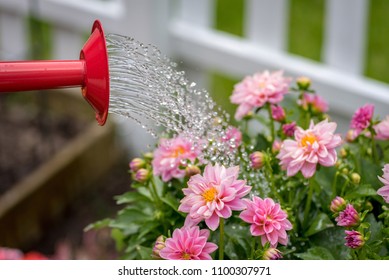 Watering Can Pouring Water On Pink Dahlia Flowers In Spring Garden