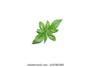Watering cannabis plant isolated on white background. Layout of green fresh wet marijuana leaves, top view. Hemp growing concept.