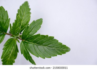 Watering cannabis plant isolated on white background. Layout of green fresh wet marijuana leaves, top view. Hemp growing concept, macro view.