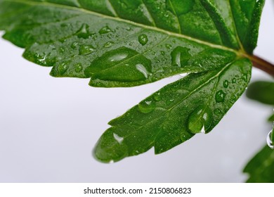 Watering cannabis plant isolated on white background. Layout of green fresh wet marijuana leaves, top view. Hemp growing concept, macro view.
