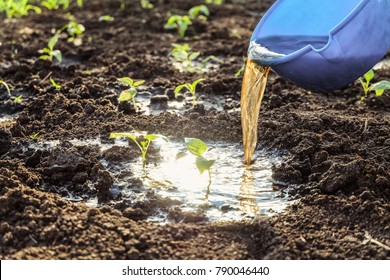 Watering with fertilizers of young vegetable shoots. Pepper seedlings in open ground. Fertilizing soil. - Shutterstock ID 790046440
