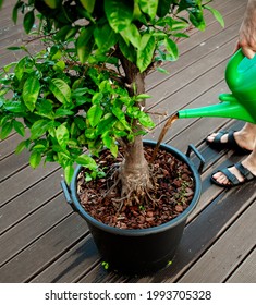 Watering and fertilizing a big lemon tree in the own garden.