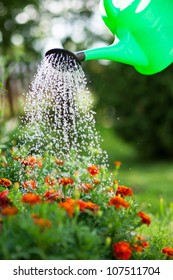 Watering The Flowers