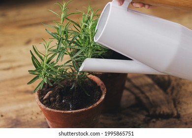 Watering fresh green basil plant and rosemary plant after repotting in new clay pots on background of soil on wooden floor. Horticulture. Repot and cultivation aromatic herbs at home.