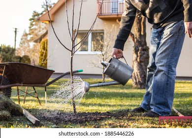 Watering freshly planted fruit tree in garden. Senior man gardening at his backyard during springtime. Using watering can after planting tree - Powered by Shutterstock