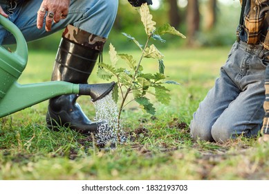 Watering A Freshly Planted Oak Sapling Into The Ground Among Other Trees In The Forest. Save The Nature Concept.