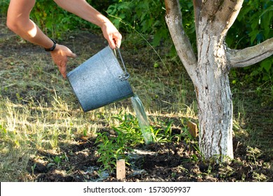 Watering A Fruit Apple Tree In The Garden From A Metal Bucket, Farm Rural Life. Farmer Watering Fruit Tree In Orchard, Bleached Apple Tree Trunk