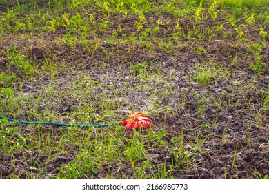 Watering The Garden With A Circular Spray Nozzle On The Hose.